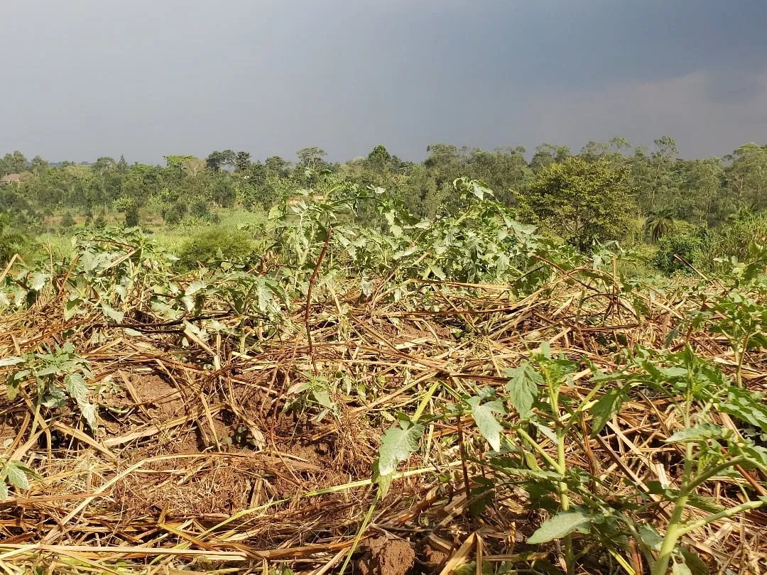 A cleared farm field in Luwero ready for planting